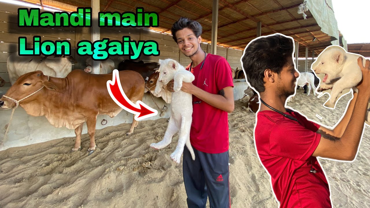 Mandi main lions agay 😱 [ 