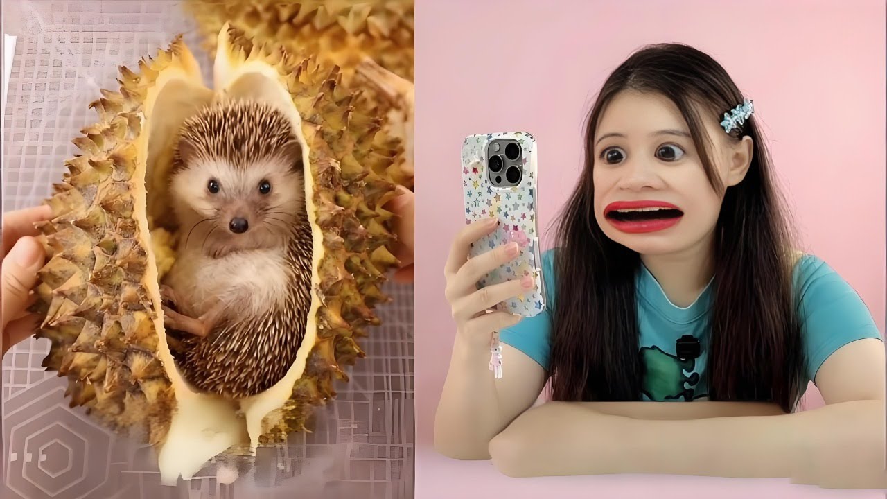 Found a 'little hedgehog' in the durian! Sneaking a taste of the flesh—three baby hedgehogs?
