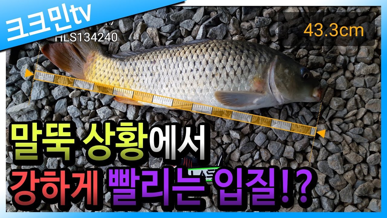 손맛터 잉어낚시(스위벨채비)