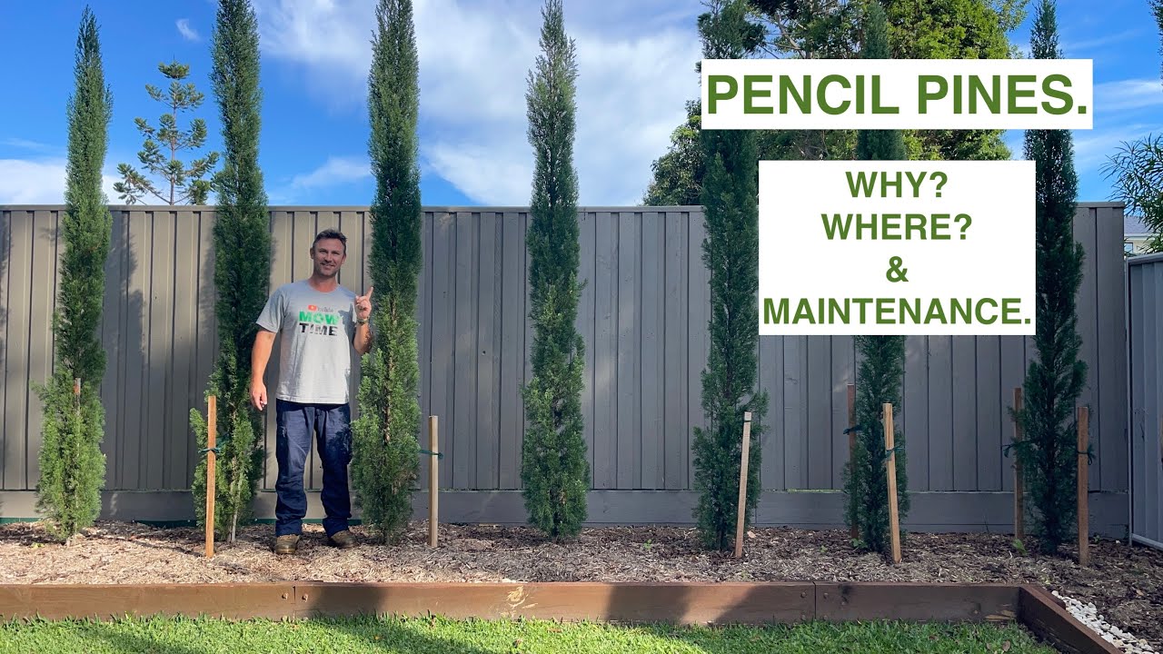 Thinking about planting Pencil Pines? Watch this first.