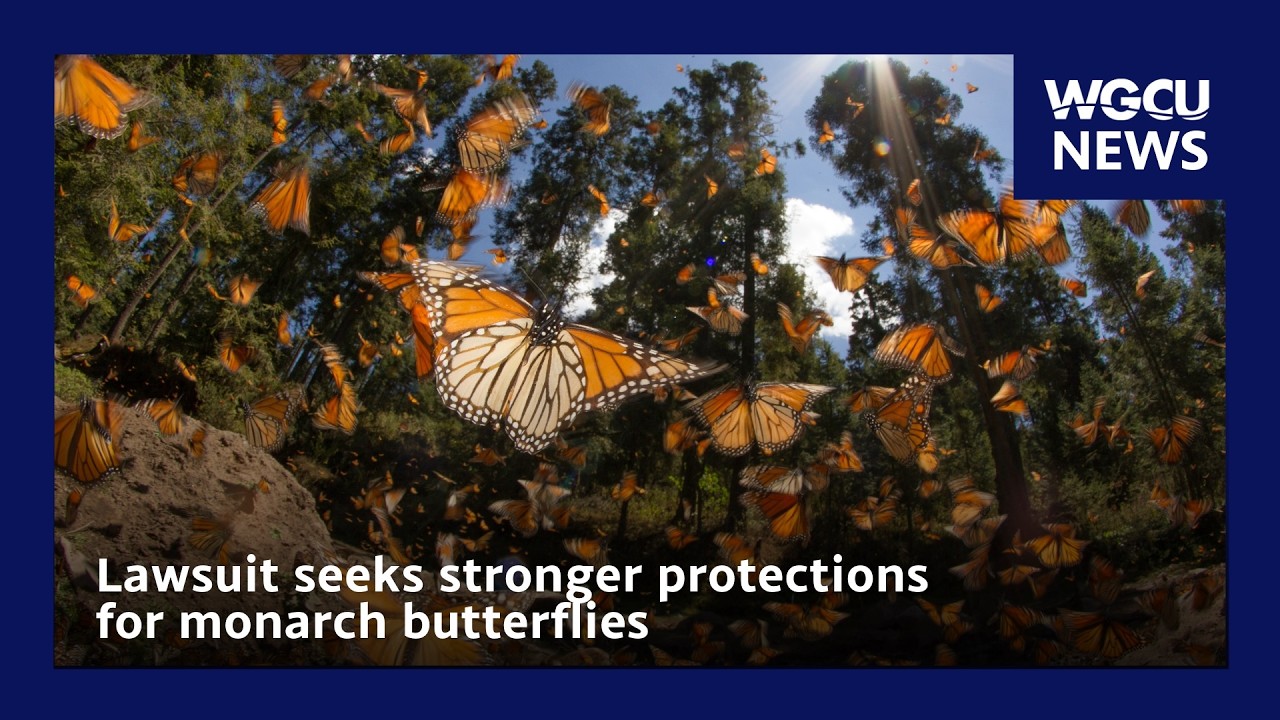 Lawsuit Seeks Stronger Protections for Monarch Butterflies