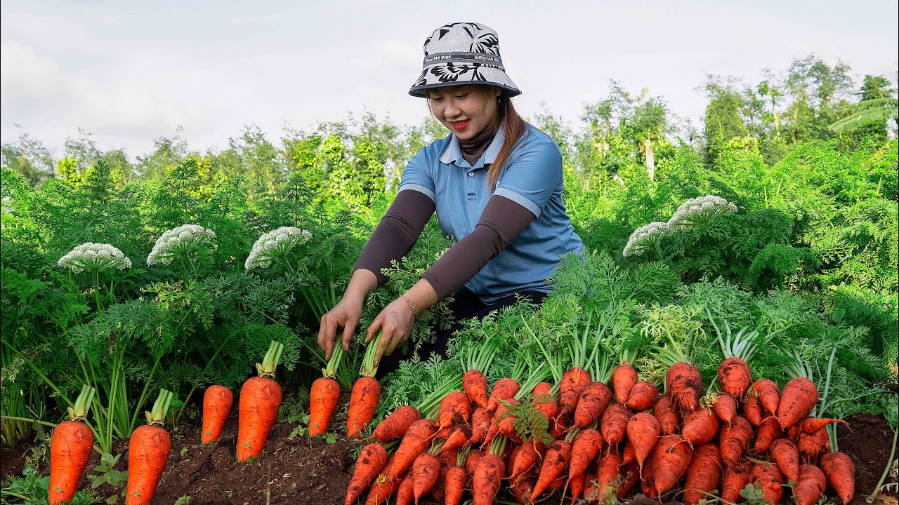 Harvesting carrot root to the Market to Sell  Gardening and growing vegetables! Lucia's daily life
