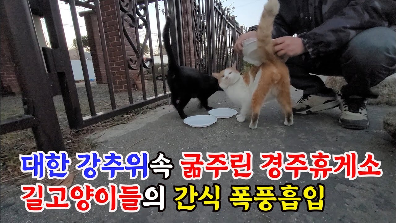 대한 강추위속 굶주린 경주휴게소 길고양이들의 간식 폭풍흡입
