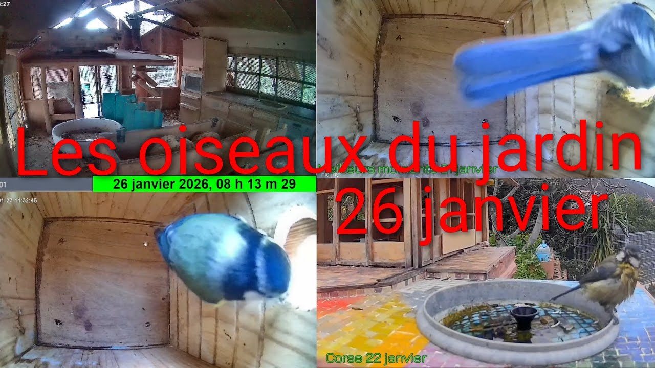 Les oiseaux du jardin 🐦🌳 26 janvier 2026 #Oiseaux #Jardin #Nature #birds #animals