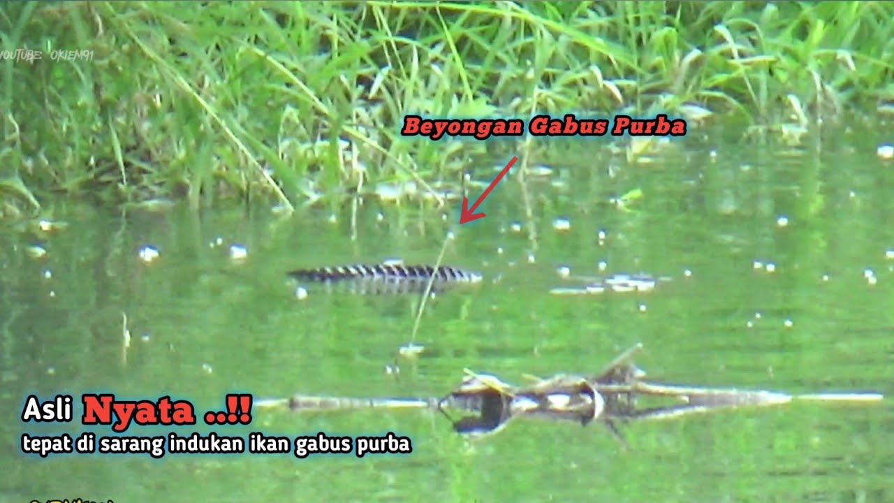 Nyata ..!!Muncul Beongan Indukan Ikan Besar Saat Mancing Ikan Gabus Di Sungai Liar