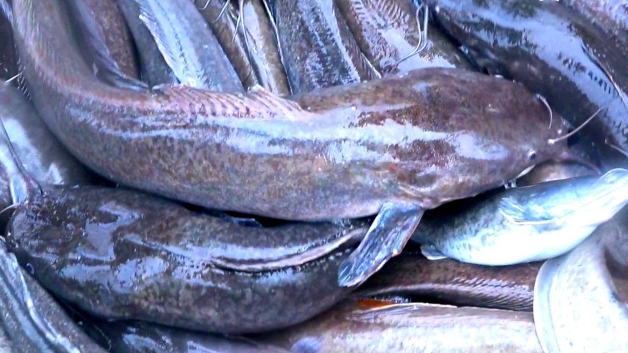 Amazing Boy Catching Giant Big Catfish by Hand|Hybrid Magur Fish Farming | Part 56