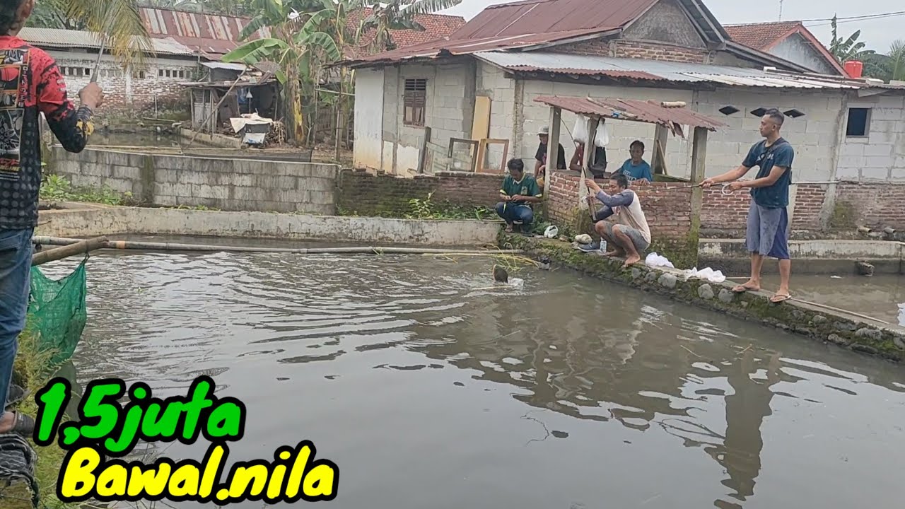 Mancing ikan bawal salah prediksi..⁉️ ikan ngumpul