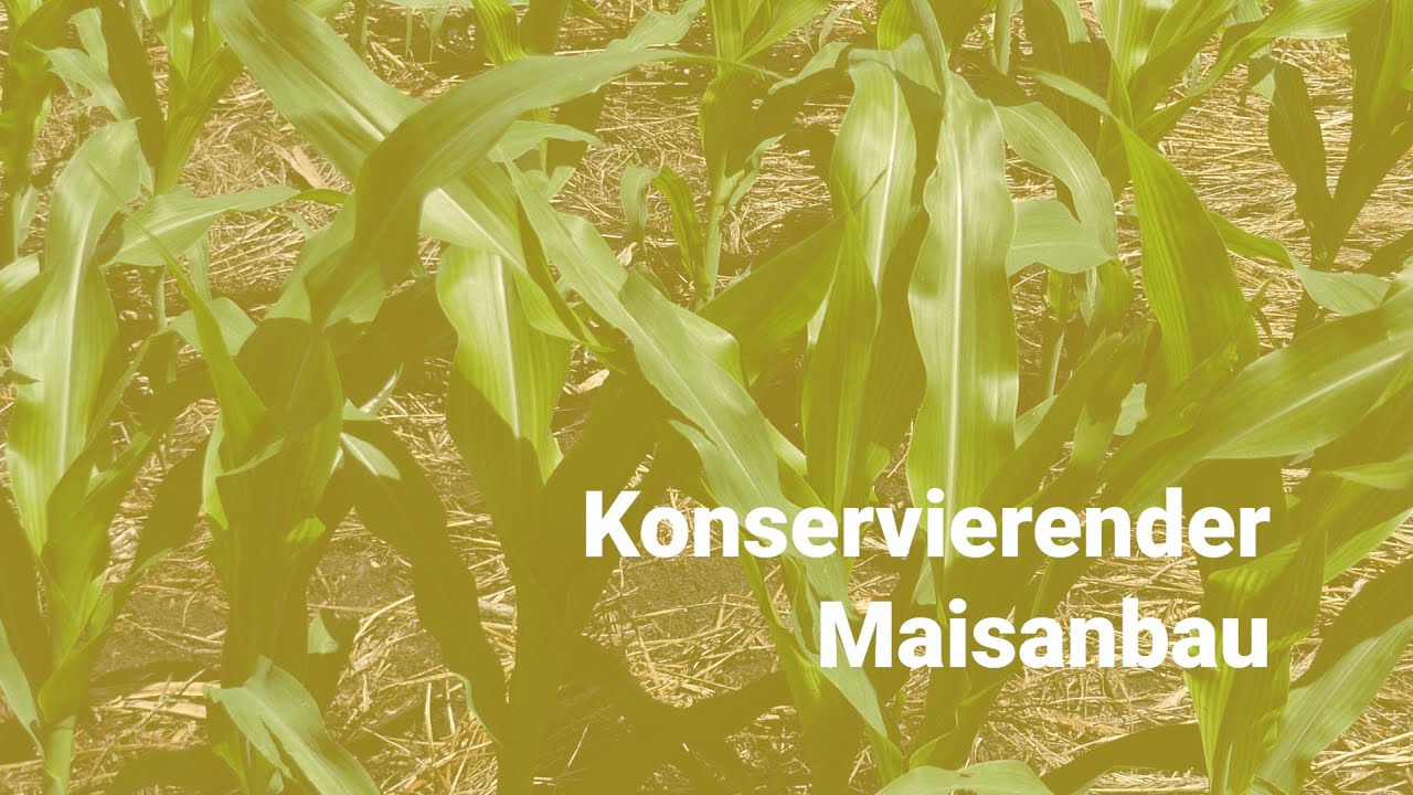 Konservierender Maisanbau