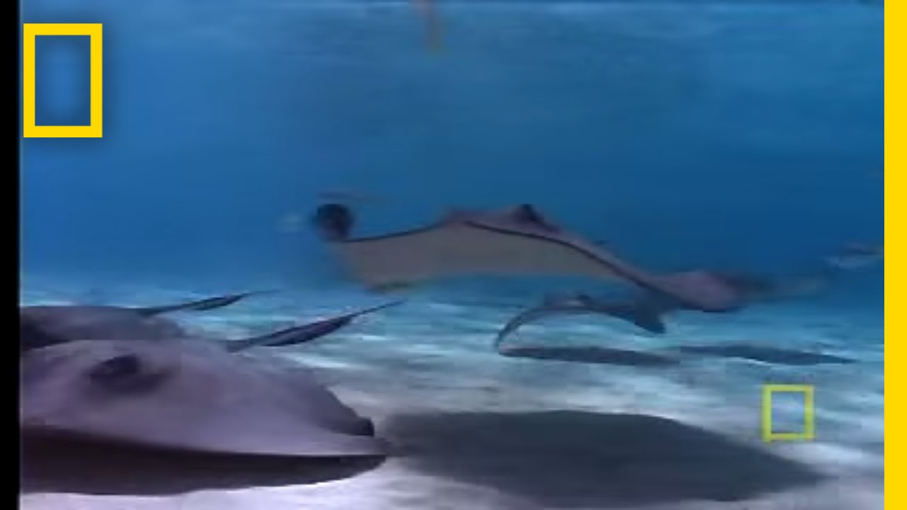 Stingray City | National Geographic