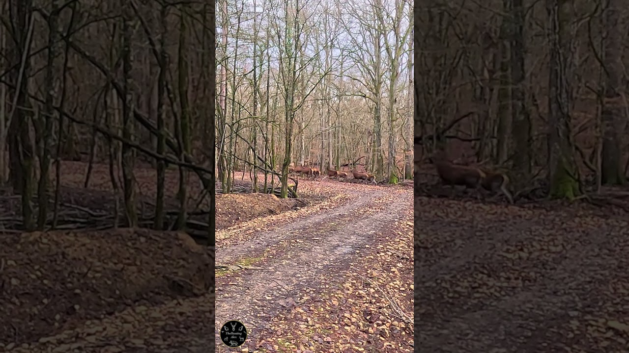 PERFECT SHOT | Typical Reaction to a Fatal Hit