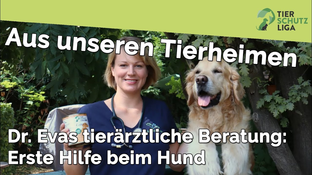 Tierschutzliga - Dr. Evas tierärztliche Beratung: Erste Hilfe beim Hund