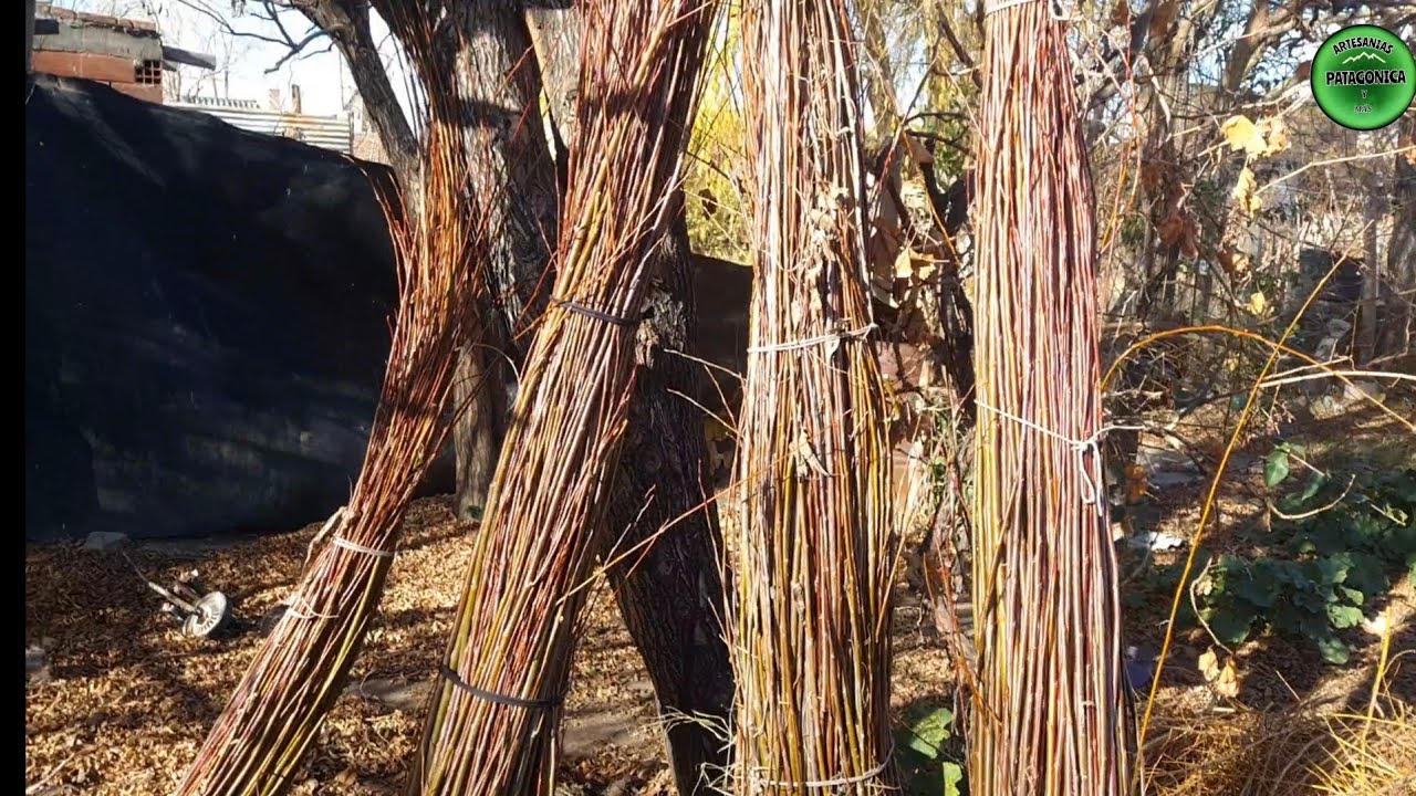 MIMBRE, COSECHA Y ELABORACIÓN. CANASTOS DE MIMBRE