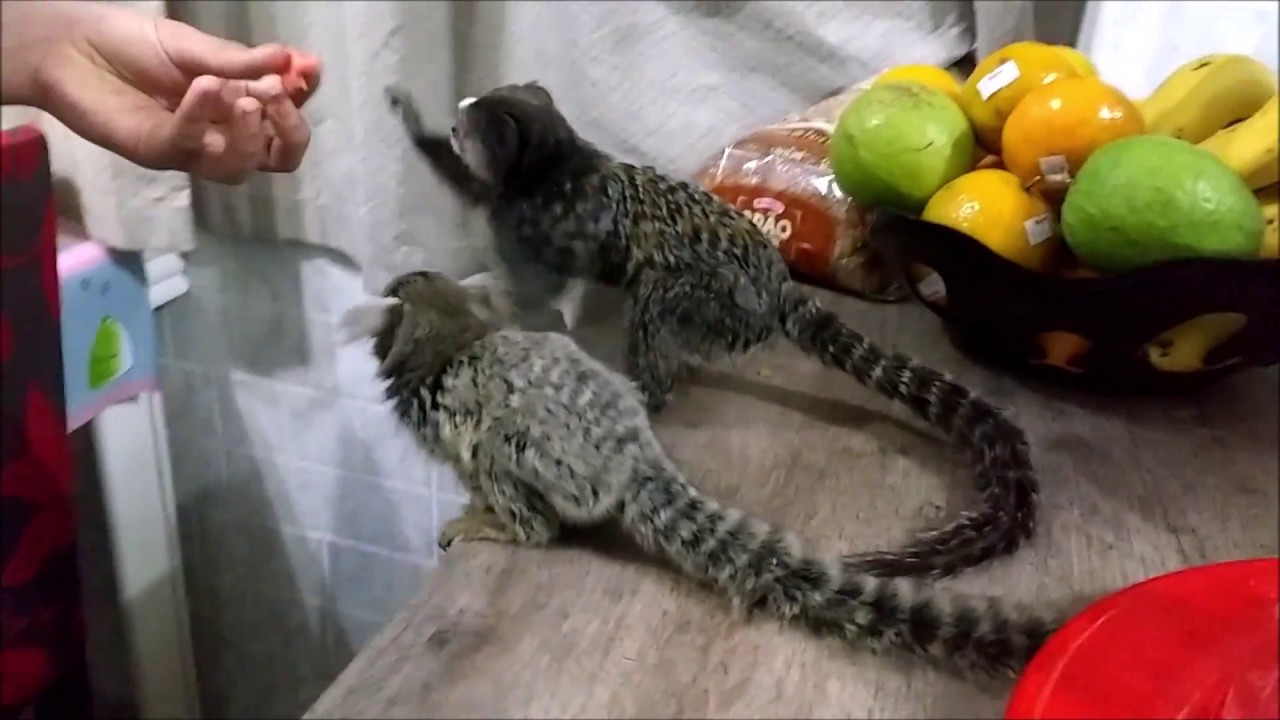 NOSSO MACACO SAGUI