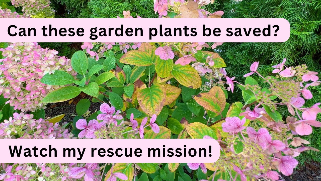 Saving Struggling Plants: A Backyard Garden Refresh