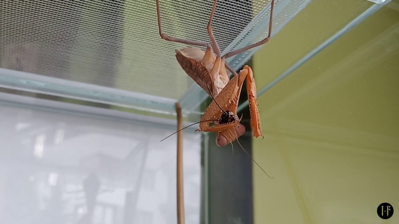 Sphodromantis lineola: opis gatunku i feeding