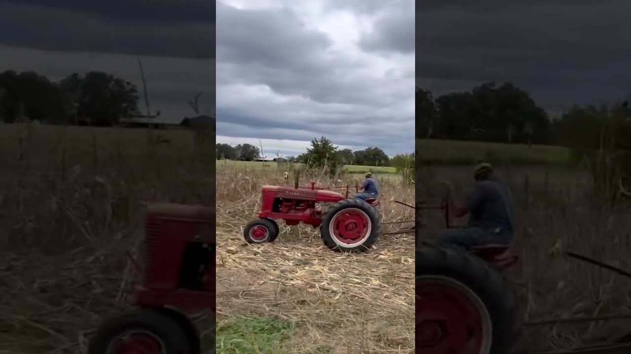 Picking Jimmy Red Corn with a Farmall M and New Idea corn picker 