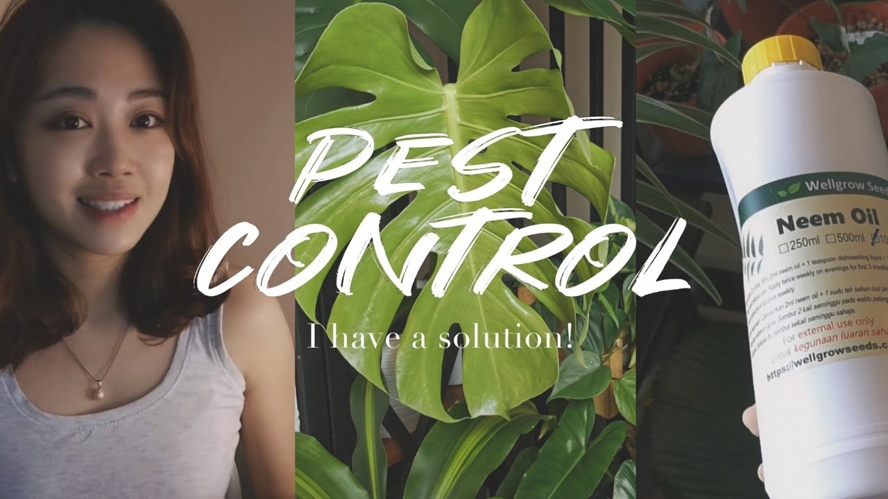 Houseplant Pest Control | Indoor Plants Care