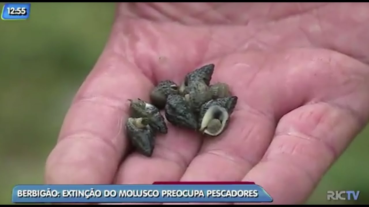 Extin&ccedil;&atilde;o do berbig&atilde;o preocupa pescadores de SC