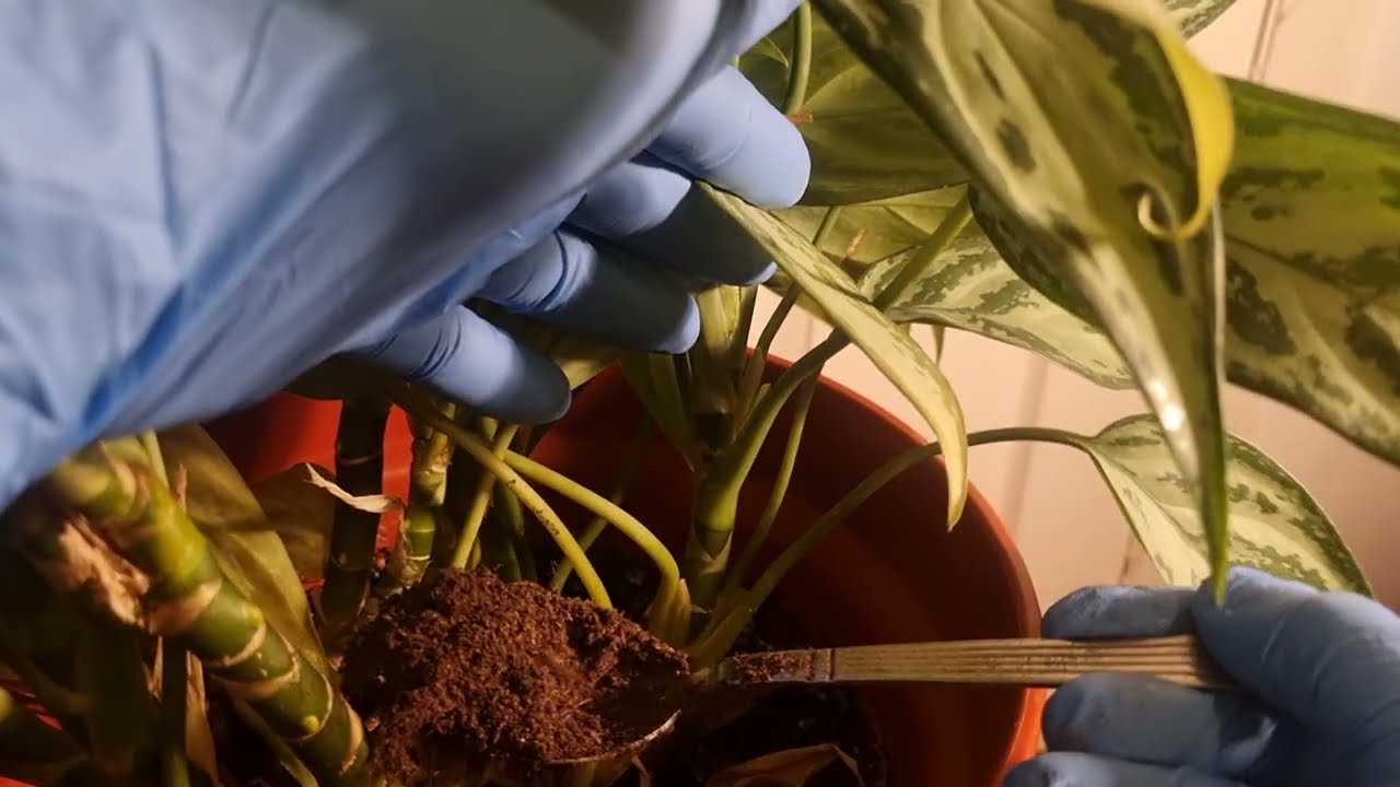 The trick to make your plants succulent and healthier again.