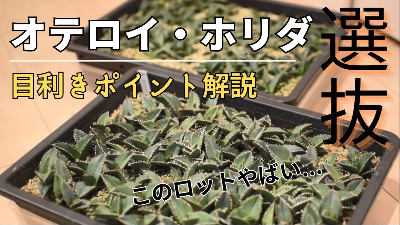 【アガベ目利き】実生オテロイ・ホリダ選抜風景。目利きポイント解説！GW特集part1
