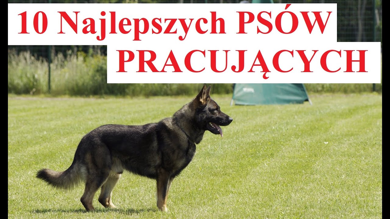 10 Najlepszych Ps&oacute;w PRACUJĄCYCH