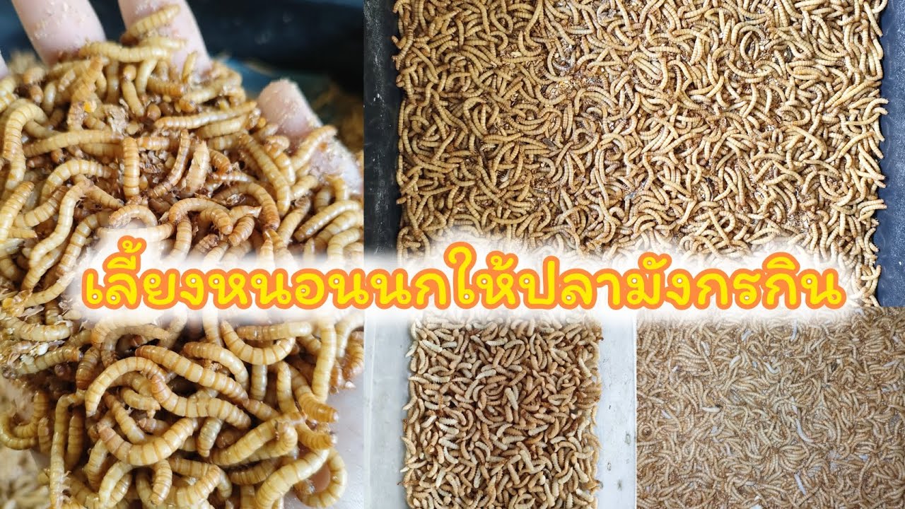 สอนวิธีการเลี้ยงหนอนนกให้ปลามังกรกิน (เบื้องต้น)