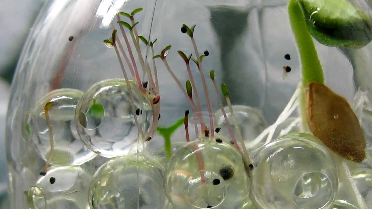 Timelapse: Seed Germination on Crystal Soil
