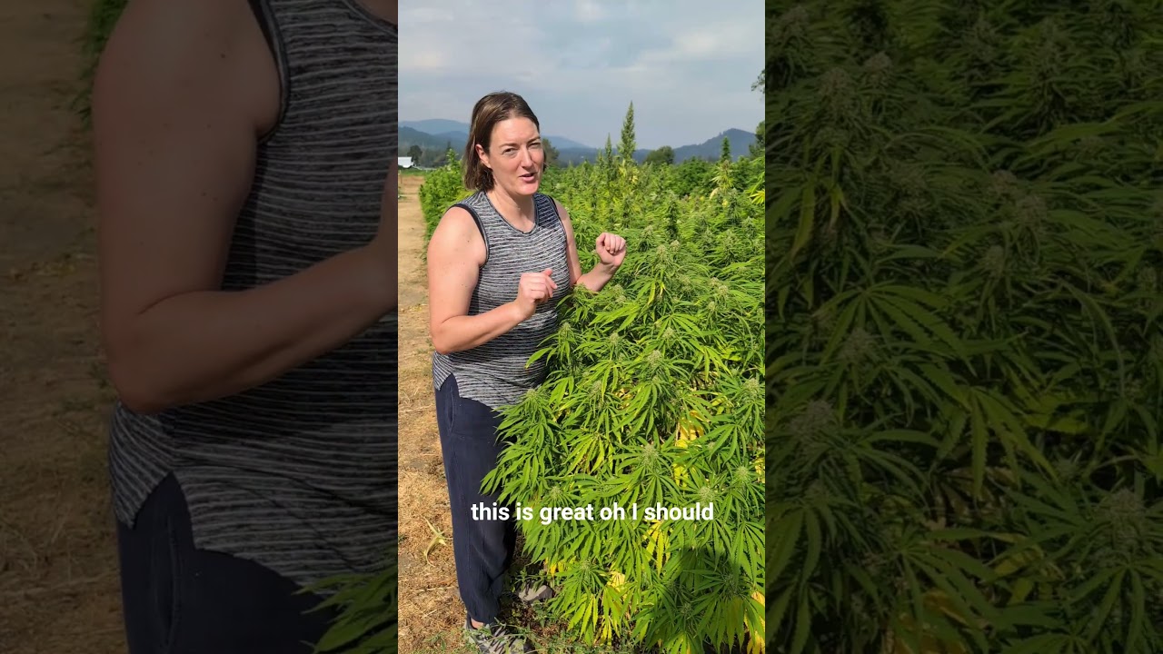 #1 mistake everyone makes is to harvest their cannabis too early #diy #harvest #cannabiseducation
