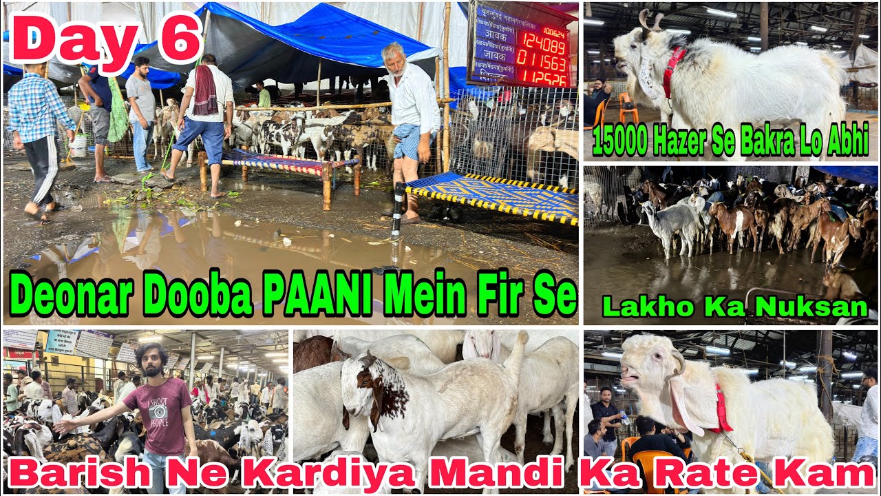 Deonar Bakra Mandi Day 6 Night Latest Update 11 June 2024 | Barish Se Fir Dooba Deonar Paani Mein |