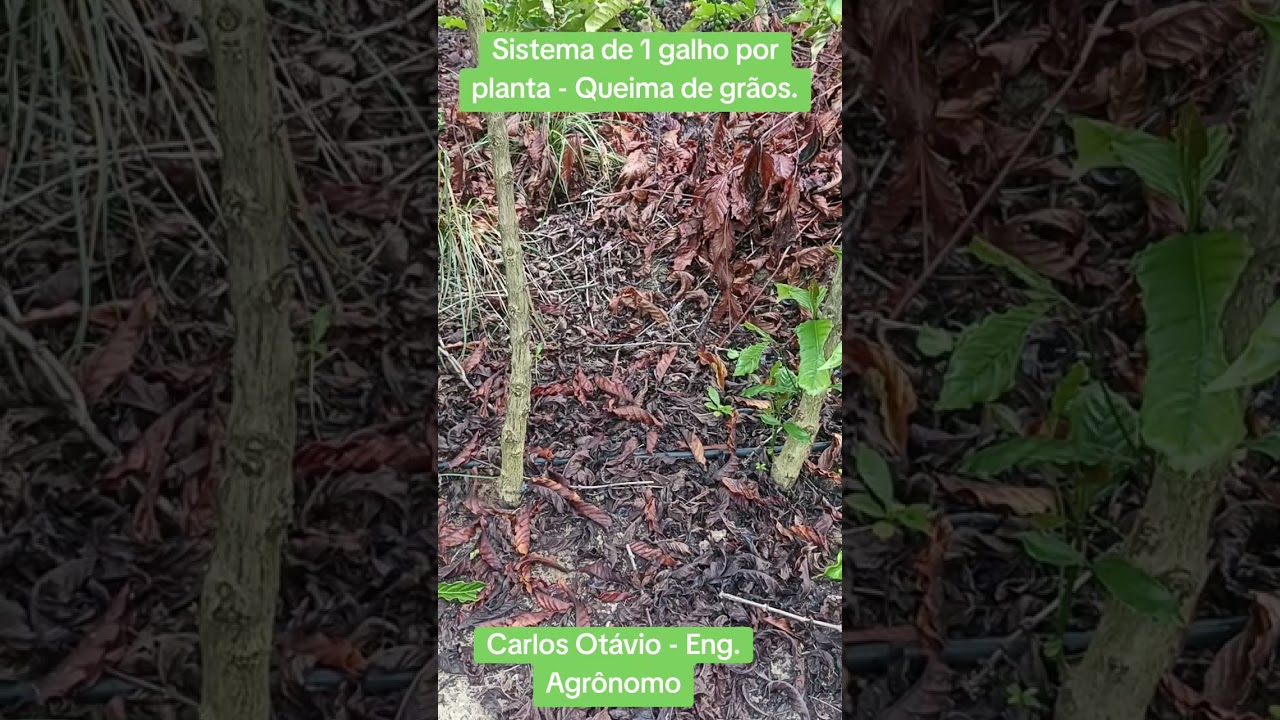 Café Conilon - Queima de grãos - Sistema de 1 galho por planta - Safra 2025.