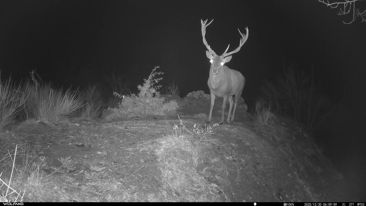 Cervo 🦌 - Cervus elaphus #fototrappolaggio