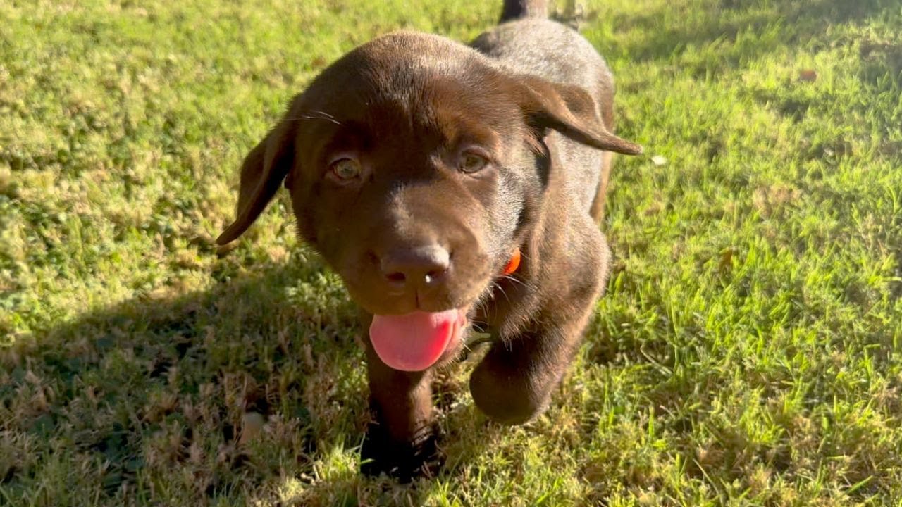 10 MINUTES OF LABRADOR RETRIEVER PUPPY!