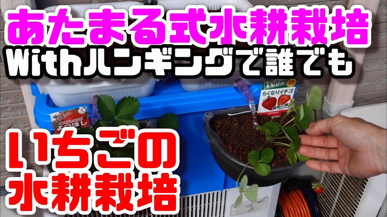 【水耕栽培大学】Newあたまる式水耕栽培Withハンギングで簡単イチゴの水耕栽培装置を作ってみた