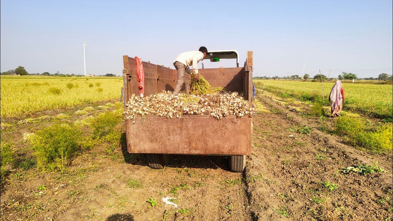 लहसुन का श्री गणेश । कैसा रहा ऊटी लहसुन का सफर। पूरी जानकारी। #viral #farming #trending #agri