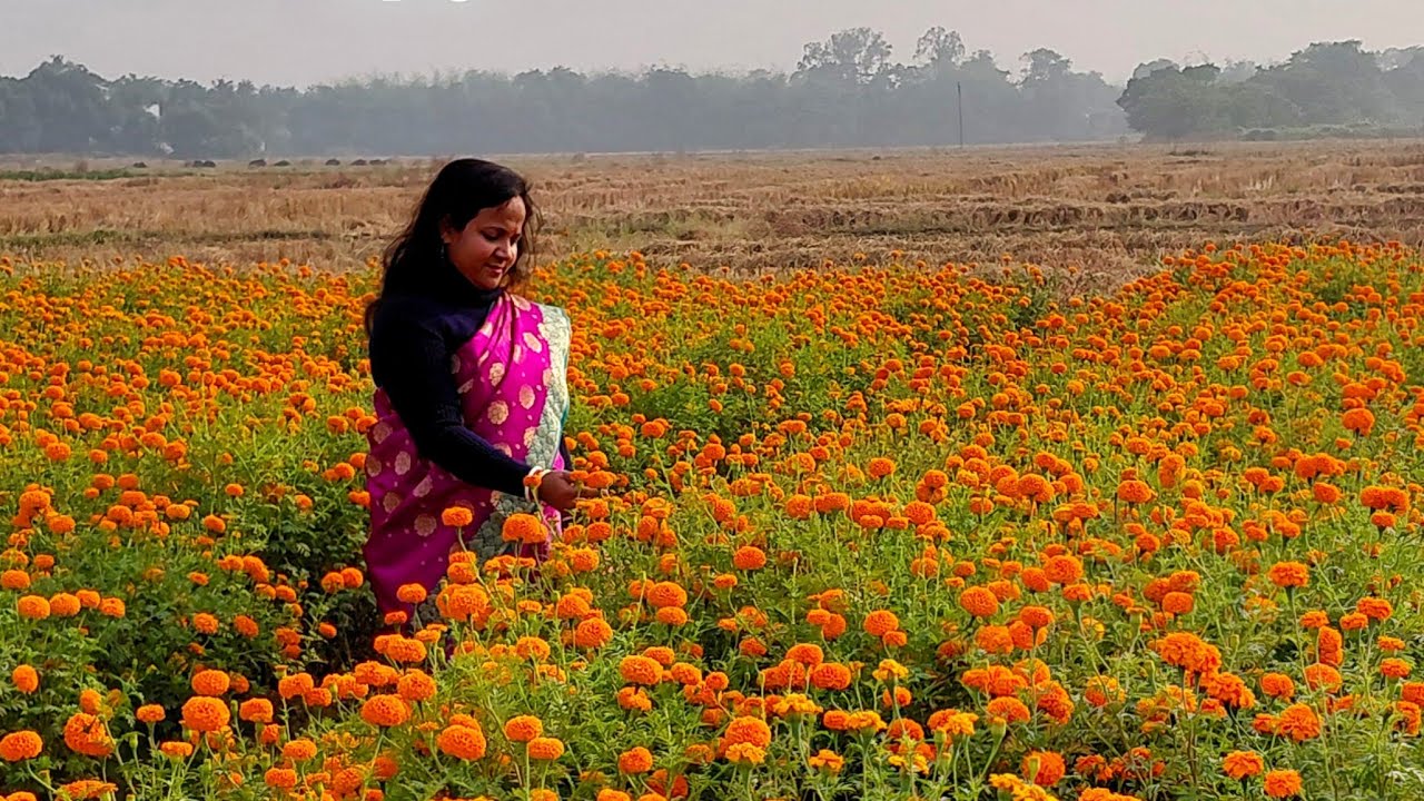 The Valley Of Flowers KHIRAI 🌹🏵🌸 ক্ষীরাই ফুলের উপত্যকা 🌼🌹#flowergarden #live #livevideo #livestream
