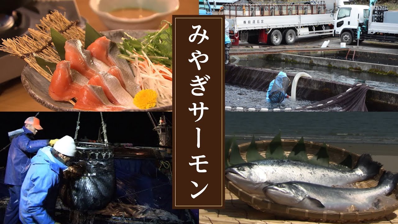 31 Miyagi Salmon