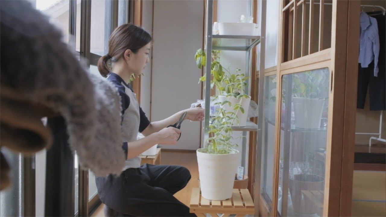 植物を育てる春の日常｜猫と古民家暮らし