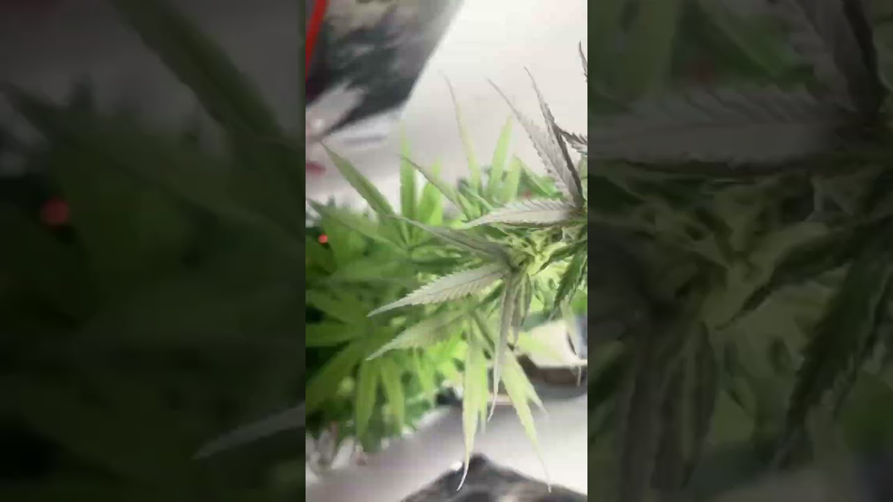 Triangle Mintz - Early Flowering Stage, Absolute Pheno by CannaCultivated