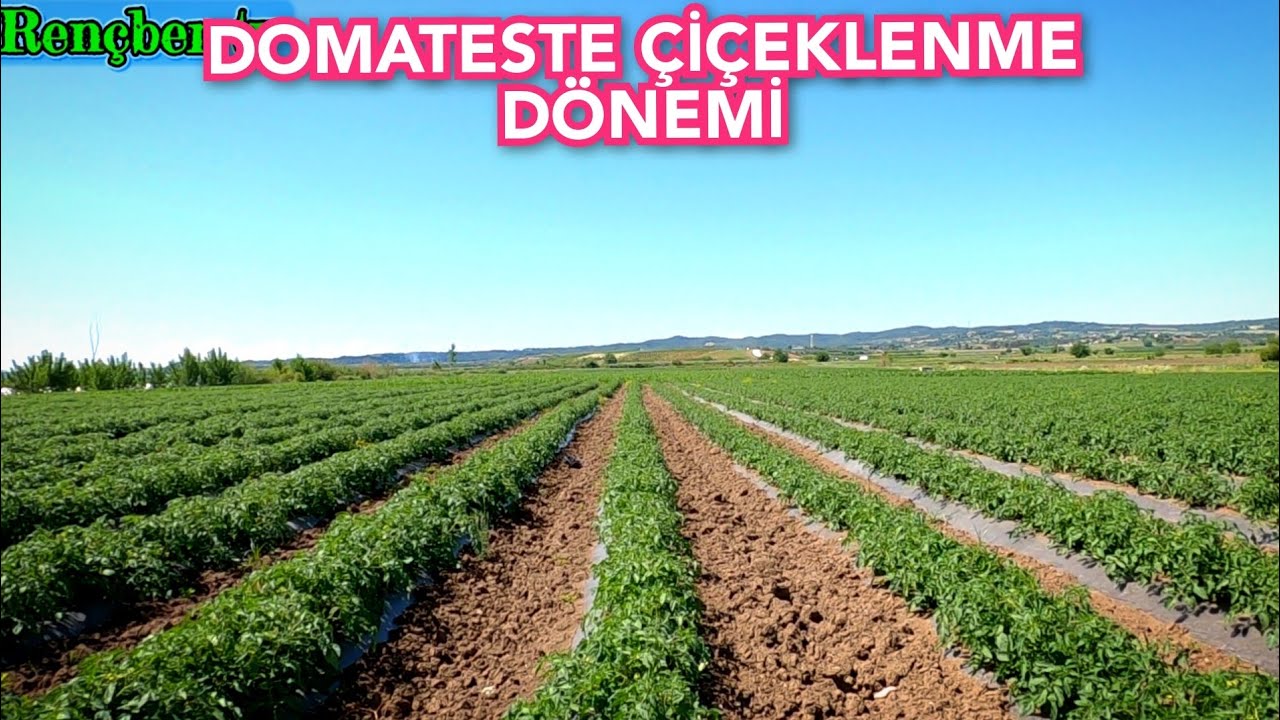 DOMATESTE ÇİÇEKLENME DÖNEMİNE GEÇİŞ~ BİBERDE VEJATATİF DÖNEM VE SULAMA DOMATES VE BİBER YETİŞTİRME