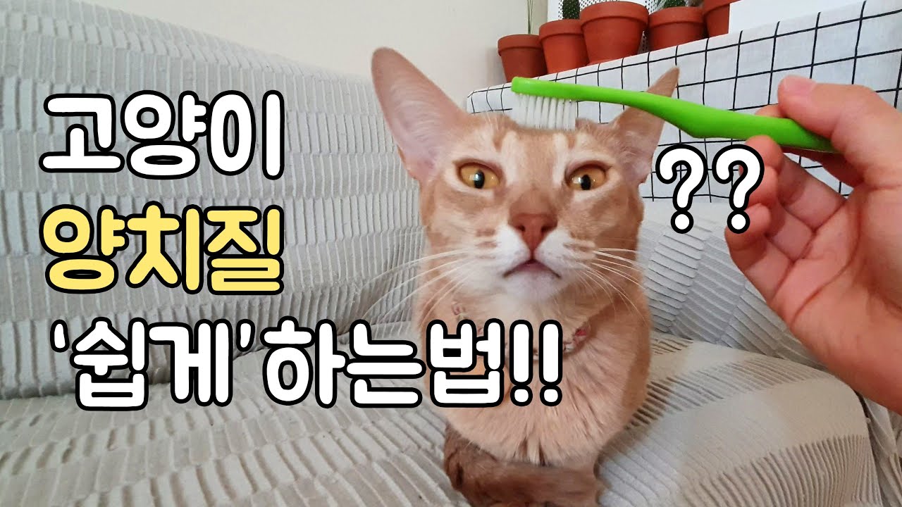 수의사가 알려주는 강아지 고양이 양치질 쉽게 하는법!
