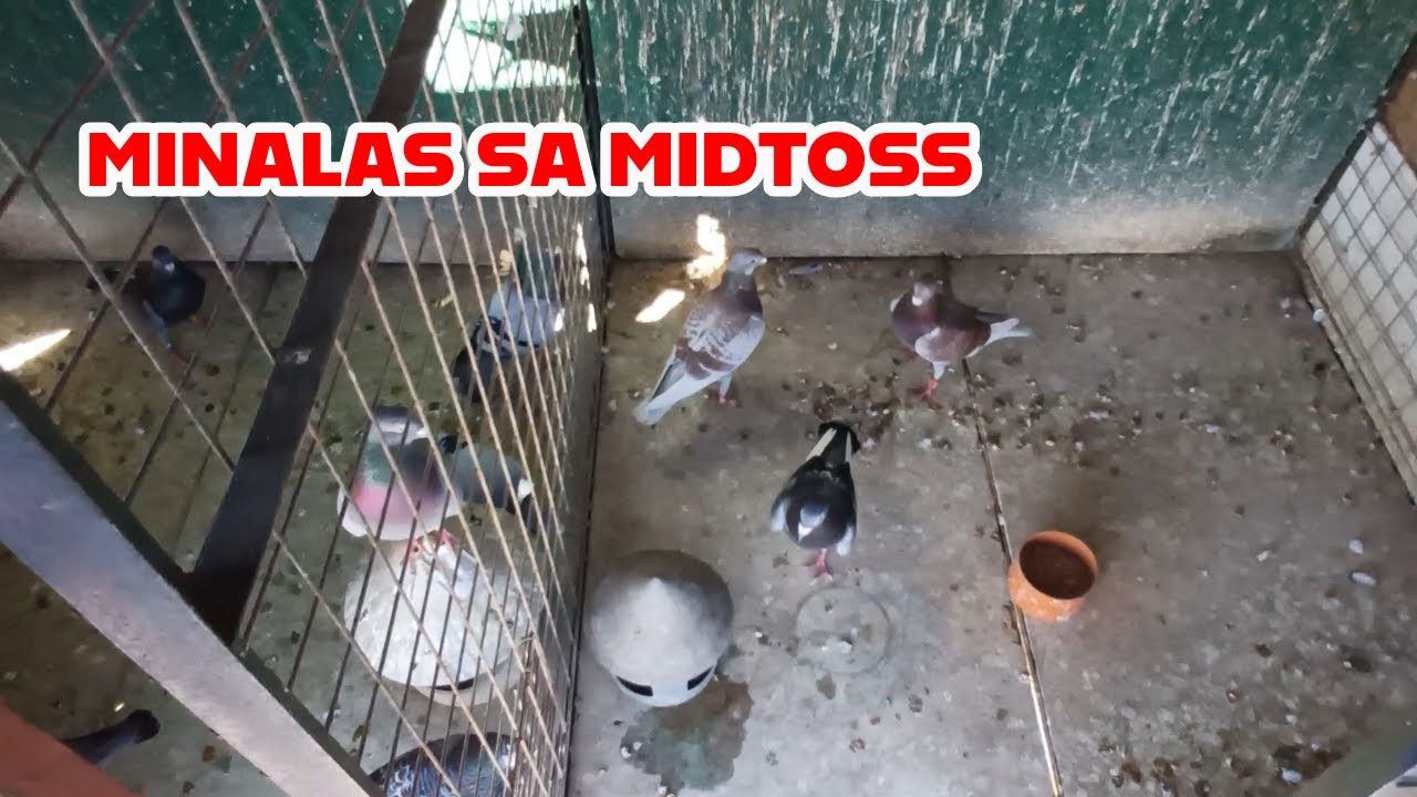 CABANATUAN MIDTOSS