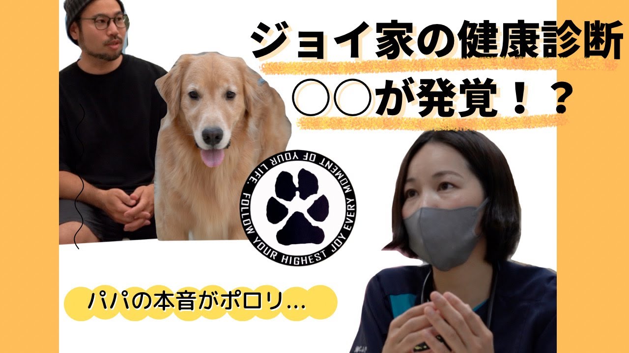 【人気YouTuber犬】ゴールデンレトリバー　ジョイちゃん健康診断の裏側を大公開