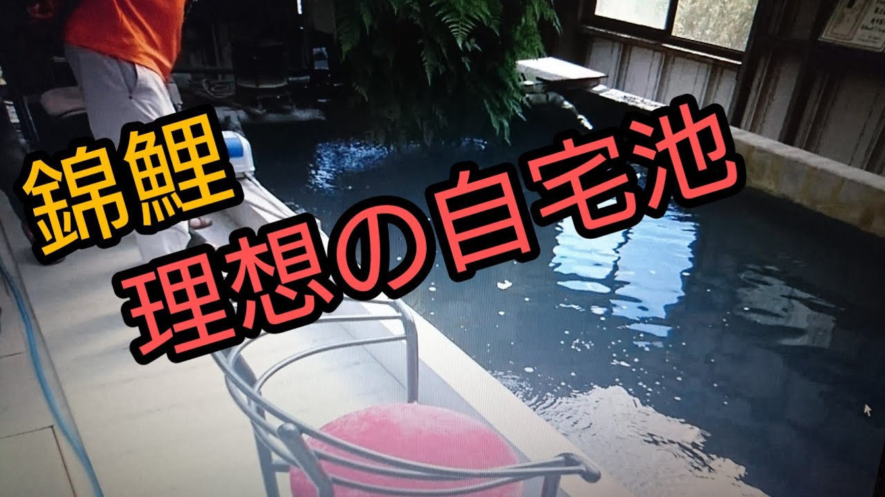 品評会で有名な方の鉄骨ハウス池です！　錦鯉飼育　濾過槽　アクアリウム　ハウス　Amazing Koi　ปลาคราฟ