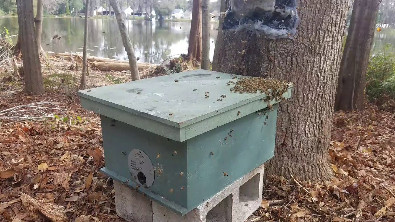 Unbelievably heroic footage of honeybee trap-out