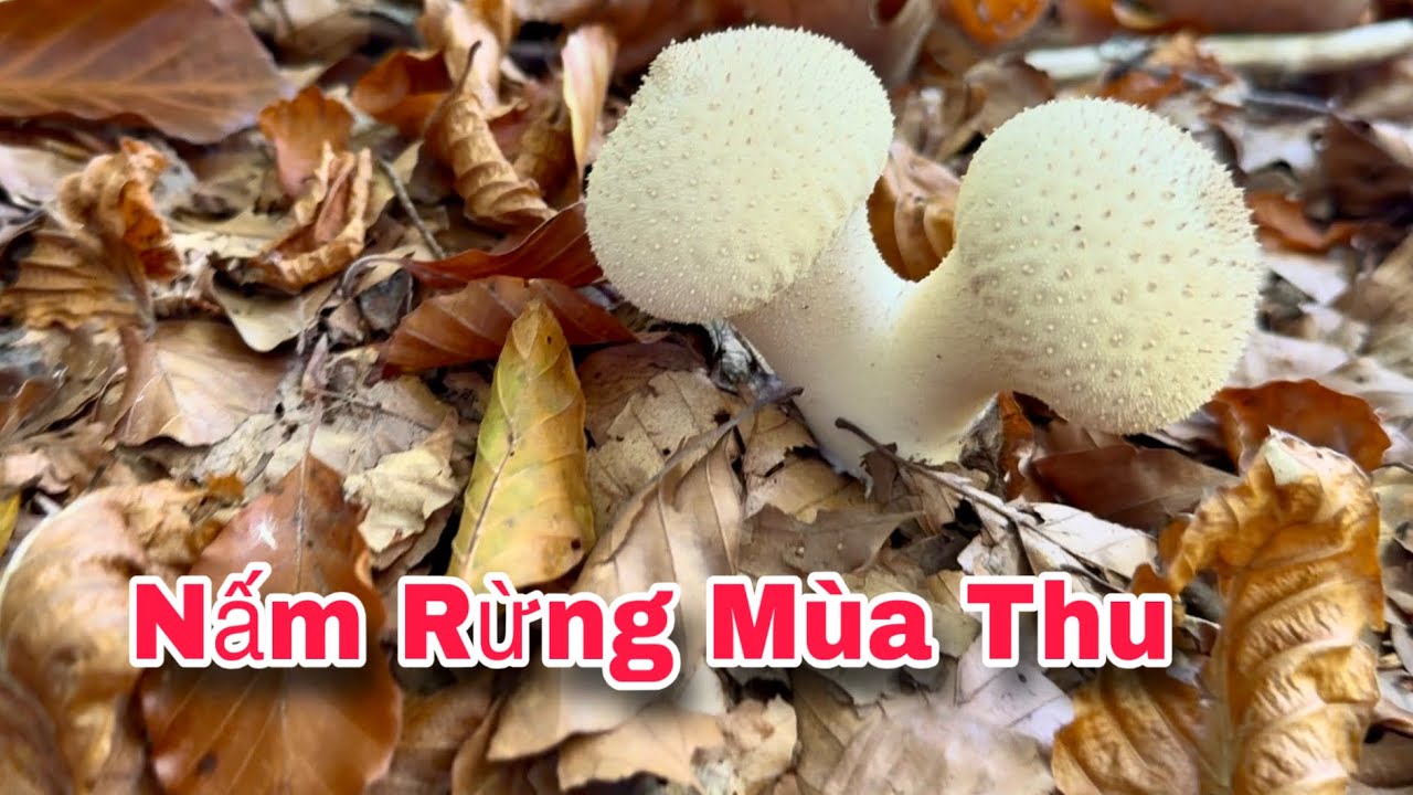 KHÁM PHÁ KHU RỪNG MÙA THU Ở PHÁP 