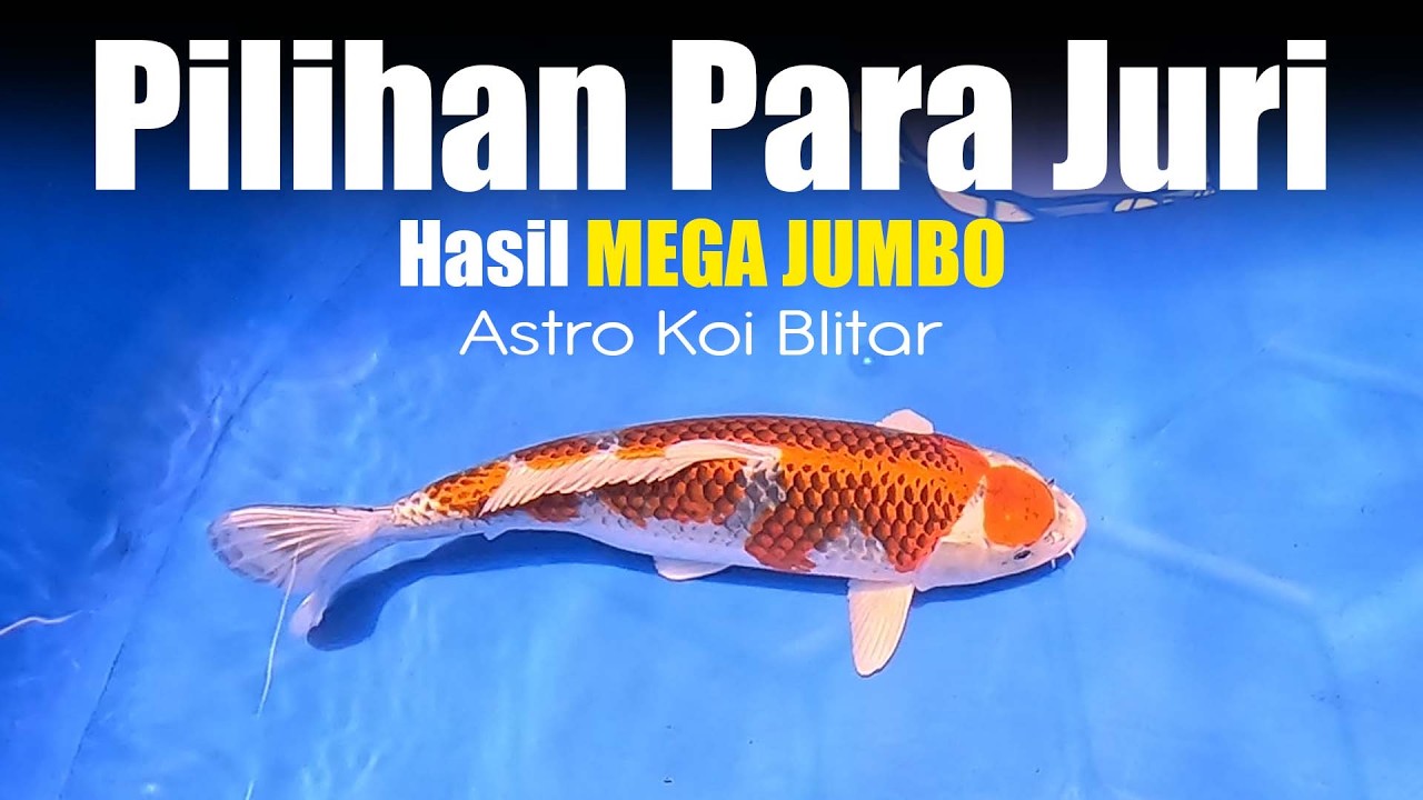 Walau Pertumbuhan Ikan Sempat Terhambat Pakan MEGA JUMBO Masih Bisa Mempertahankan Kualitasnya