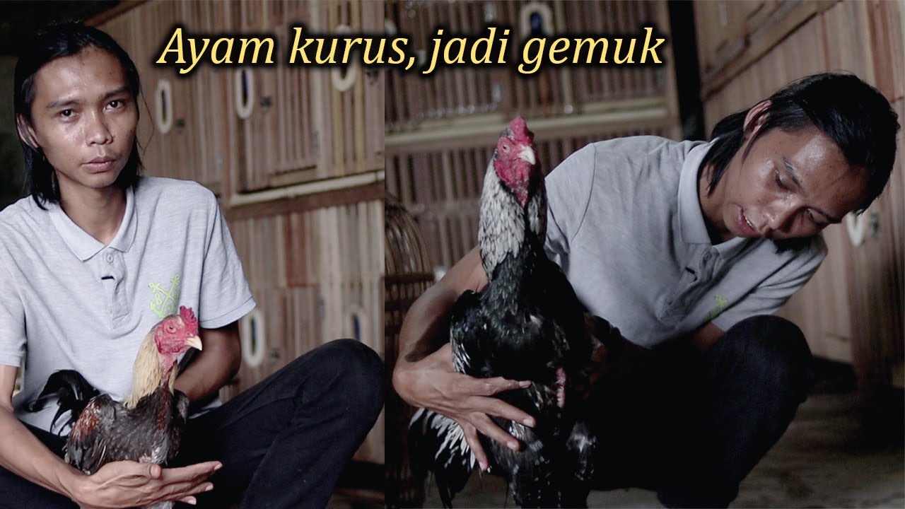 AYAM KURUS JADI GEMUK