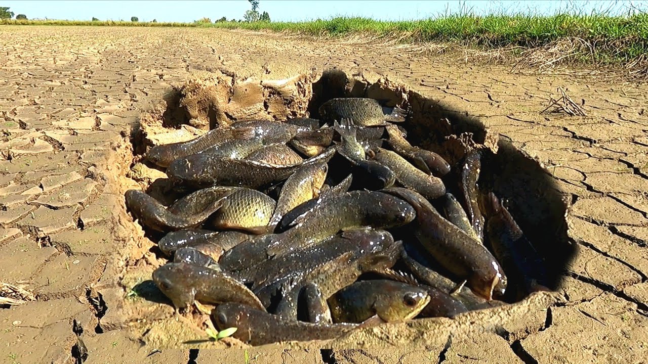 OMG  ! Catch a lot of fish by fishing in the rice fields.