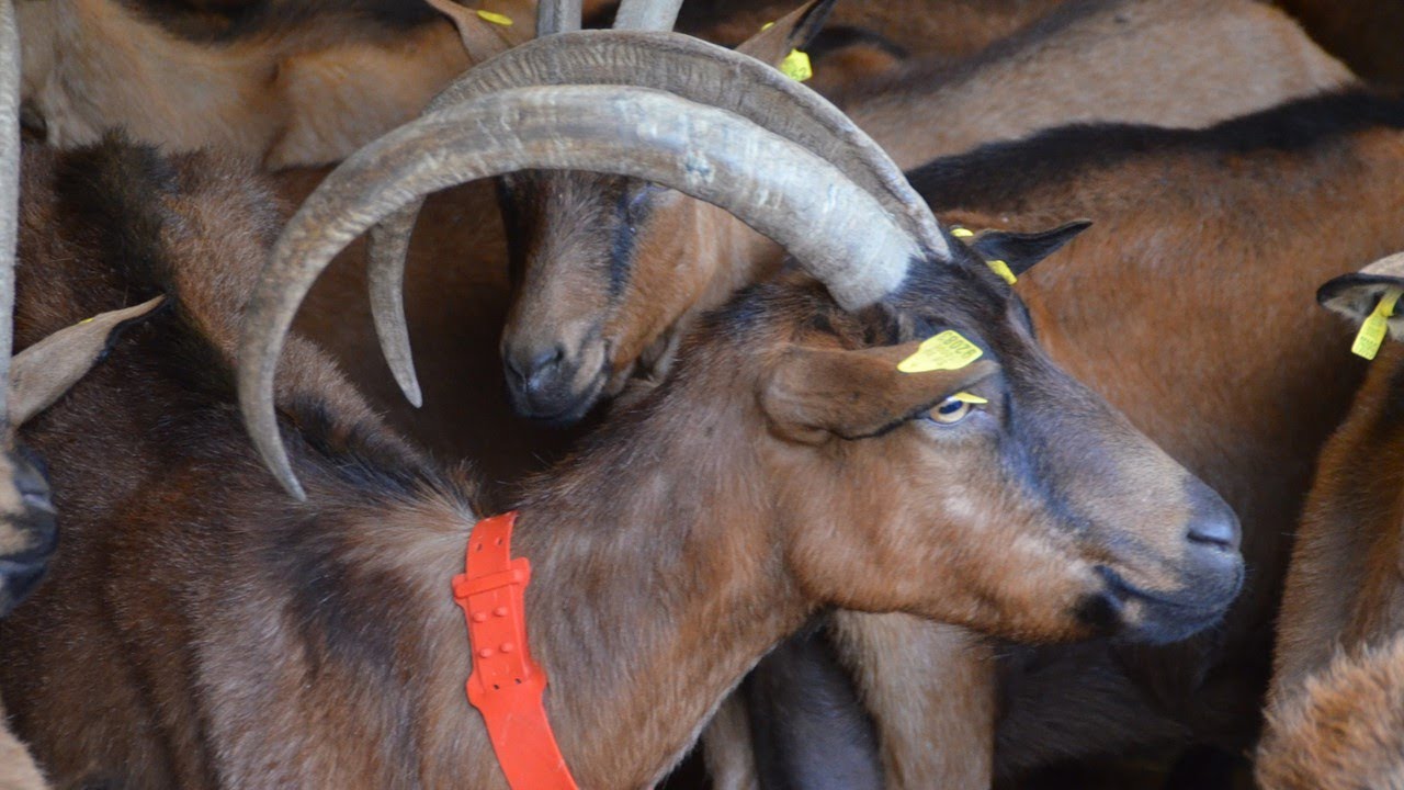 💚 La raza ALPINA. Josa de Cadí, Lleida 🐐🐐🐐🐐
