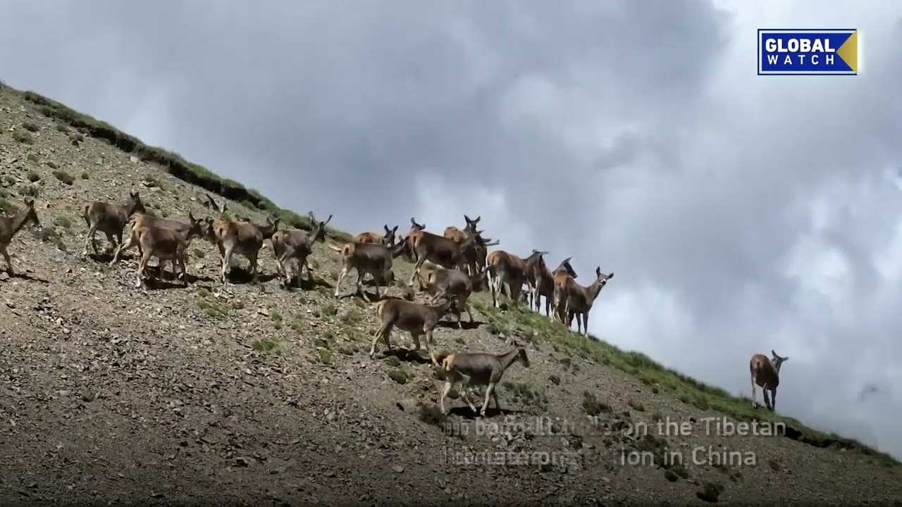 Rare white-lipped deer appear in Sanjiangyuan